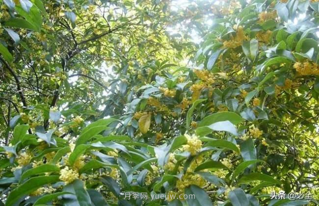 適合在農(nóng)村種植的苗木樹種有哪些？(圖1)