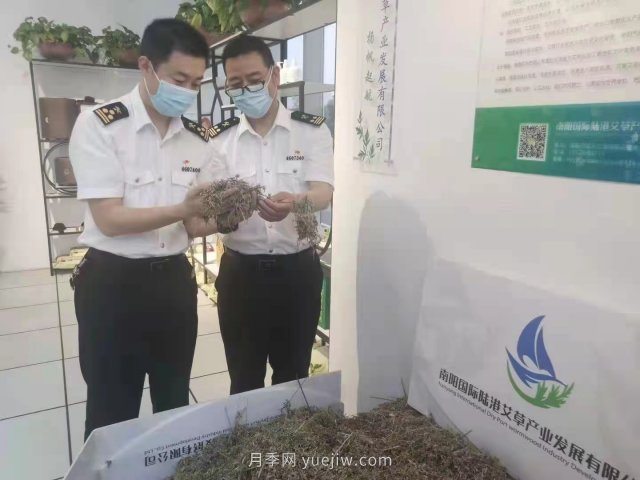 月季艾草總關(guān)情，南陽(yáng)海關(guān)助力富民產(chǎn)業(yè)做優(yōu)做強(qiáng)(圖3)