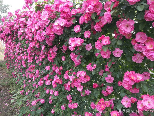 藤本月季一直不開(kāi)花怎么辦？找準(zhǔn)3個(gè)原因(圖1)