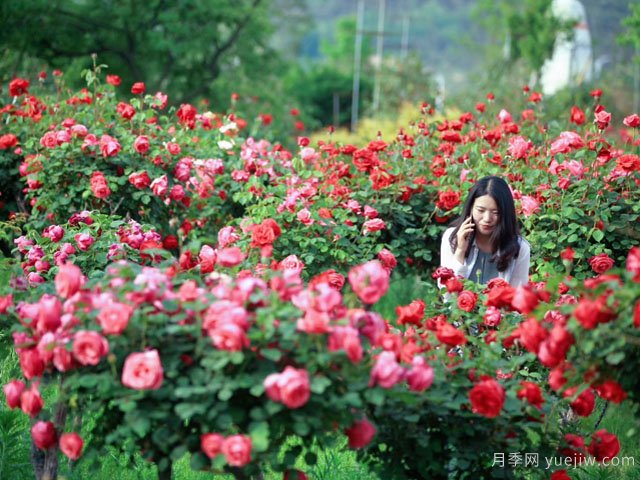 苗木行業(yè)應(yīng)該怎樣投資才有前景？(圖1)