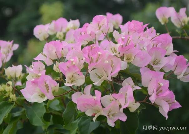 三角梅入秋管理做好4點(diǎn)，花開(kāi)到過(guò)年(圖1)