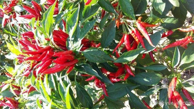 南陽(yáng)市淅川縣的出名特產(chǎn)有哪些？(圖1)