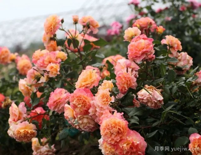 養(yǎng)盆栽月季想多開花，除了土壤選對，施肥也很重要(圖1)