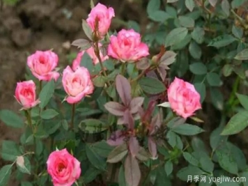 微型月季該怎樣施肥澆水呢，一起來看下吧