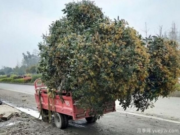 看葉子如何區(qū)分桂花樹的品種？