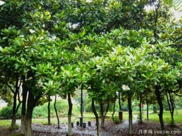 如何提高大廣玉蘭移植成活率？