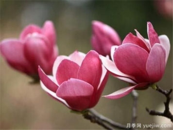 紫玉蘭幾月份開花？南陽紫玉蘭的花語和寓意