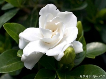 梔子花的花語，梔子花圖片大全