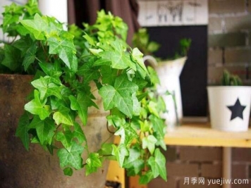 常春藤有哪些常見品種？常春藤品種圖片大全
