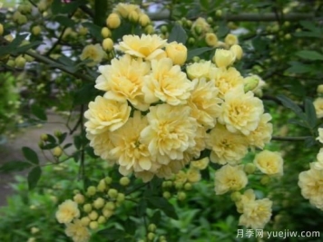 黃木香號(hào)稱開(kāi)花勞模，耐寒耐熱養(yǎng)護(hù)簡(jiǎn)單