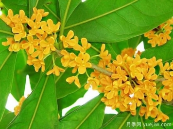 影響桂花樹開花的因素有哪些？