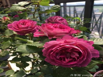 哈德斯菲爾德合唱團月季，又美又香陽臺上養(yǎng)棵四季賞花