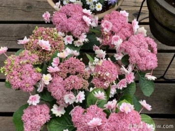 盆栽繡球花注意這6個要素，年年復花，比月季少患病