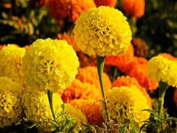 100種常見(jiàn)花卉的栽培大全，送給愛(ài)養(yǎng)花的你