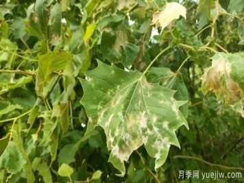 法桐葉片皺縮泛白，多是它惹下的禍