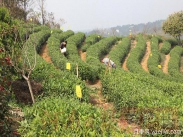 信陽商城：積極創(chuàng)建高山茶標準化生產(chǎn)基地