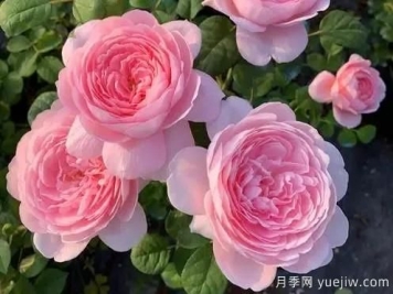 嬌俏仙子粉嫩少女心，瑞典女王月季