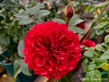 小型藤本月季，塑料花紅色達芬奇推薦