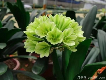 君子蘭黃葉的3個原因，如何恢復油綠挺拔輕松開花