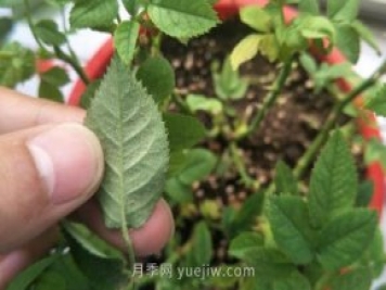 月季紅蜘蛛用什么藥最有效，怎么防治
