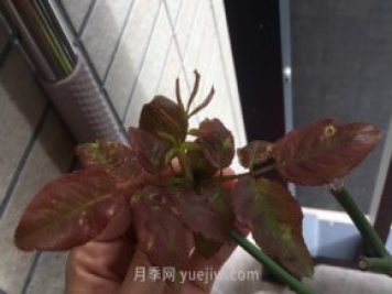 月季薊馬是什么，對(duì)人體有害嗎