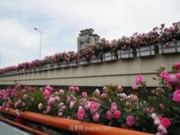 上海城市高架變“花路”，這些月季進(jìn)入盛花期啦！