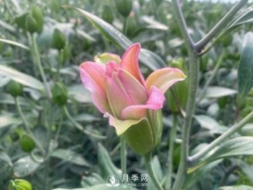 浙江成功引種玫瑰百合，它究竟是月季，還是百合？