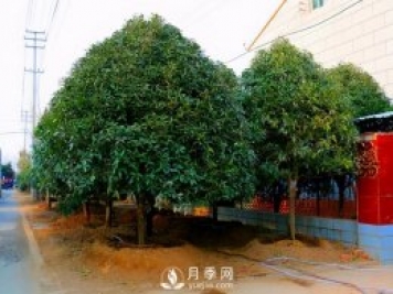 春季桂花移栽修剪有訣竅，苗場老農親傳經驗