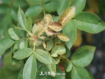 不用藥就能搞定月季紅蜘蛛，簡(jiǎn)單方法治葉螨