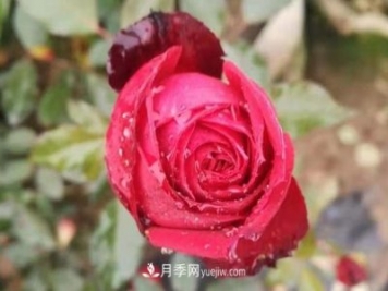 寒冬冰封時(shí) 猶有抱枝香 南陽(yáng)月季何以花開(kāi)四季？