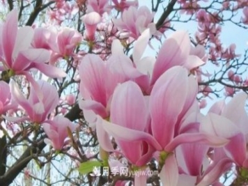開封：玉蘭花開，燦爛綻放