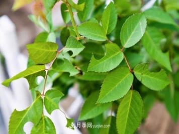 月季遇上切葉蜂，切葉蜂的習(xí)性和防治