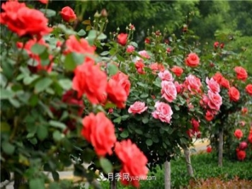 2021年月季人的狀態(tài)：面對復(fù)雜，保持歡喜