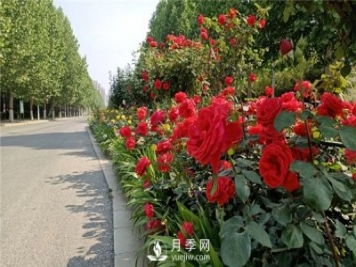 月季小苗，如何養(yǎng)壯？怎樣才能養(yǎng)好月季小苗？