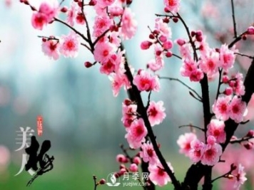 美人梅日常養(yǎng)護要點，大盆厚土催花艷