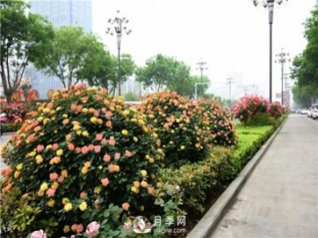 造型月季風靡綠化行業(yè)，展現(xiàn)驚艷美化效果！