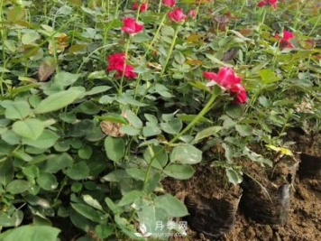 月季苗價格多少一棵？南陽月季種植基地報價