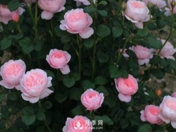 什么月季品種最有仙氣？當屬瑞典女王月季