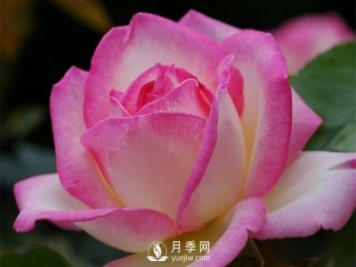 滅蚊器可以殺死月季上的蚜蟲嗎？月季蚜蟲防治方法