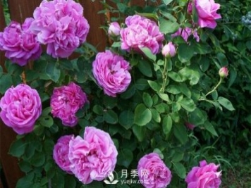 月季花花苞有綠色小蟲怎么辦？