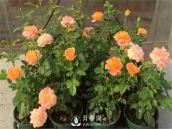 栽種南陽(yáng)月季花苗選用哪種土更合適？
