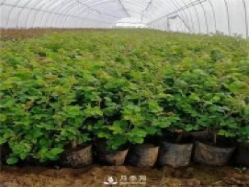 月季小苗如何移栽？苗期如何管理？