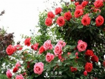 月季莖蜂和褐斑病如何防治？