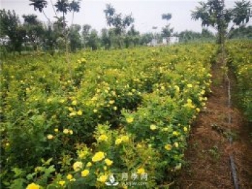 為什么月季的桿子會(huì)黑了？月季蚜蟲有哪些危害？如何防治？