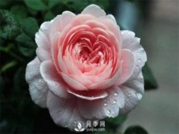 瑞典女王月季，花如其名，高貴優(yōu)雅