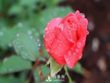 如何區(qū)分薔薇、月季、玫瑰？