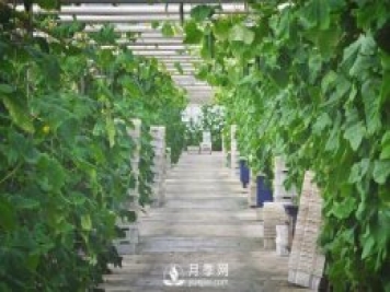 蔬菜全年種植安排計(jì)劃表：1-12月種什么菜，全都說清楚了