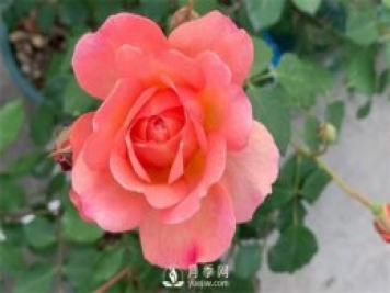 安德烈月季，多頭有枝條就有花苞