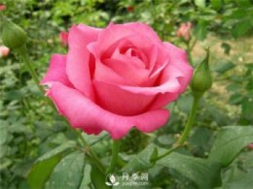 各直轄市、省會(huì)市花和市樹大全