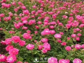 6月南陽一年盆栽月季成焦點(diǎn)